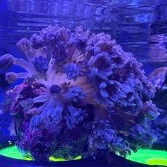 パクパク　ウミアザミの画像