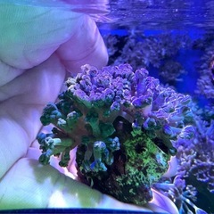 パクパク　ウミアザミの画像