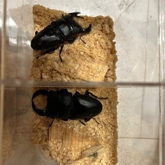 ホペイオオクワガタ♂単　の画像