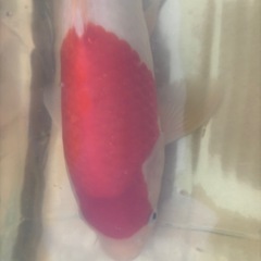 阪井養魚場産 紅白 2024年生 32cmの画像