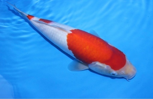 阪井養魚場産 紅白 2024年生 32cm