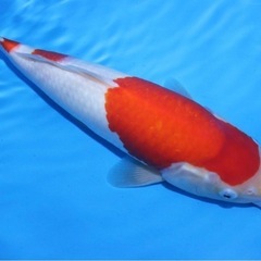 阪井養魚場産 紅白 2024年生 32cmの画像