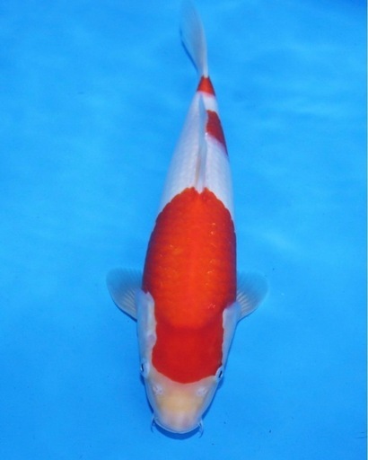 阪井養魚場産 紅白 2024年生 32cm