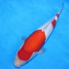 阪井養魚場産 紅白 2024年生 32cmの画像