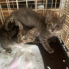キジトラ 子猫ちゃん - 猫