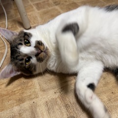 人懐こいキジシロ猫家族に迎え入れてくれる方／推定1~2才
