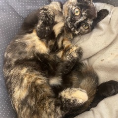 【お話し中】サビ猫ちゃん。　生後4.5ヶ月