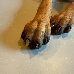 本物そっくり！/陶製犬の置物（グレートデーン）/無料!!の画像