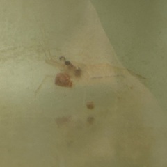 テナガエビ子供1匹だけの画像