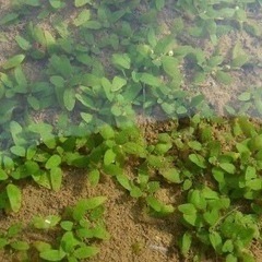 ミズハコベ探してます🍀*゜