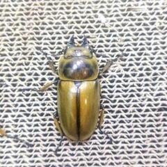ババオウゴンオニクワガタ　ペア　即ブリの画像