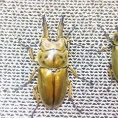 ババオウゴンオニクワガタ　ペア　即ブリの画像