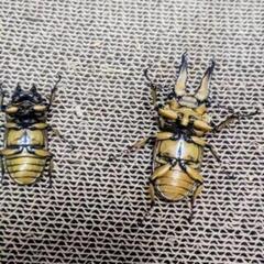 ババオウゴンオニクワガタ　ペア　即ブリの画像