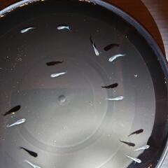 サファイヤ青ラメ 値下げしました。 の画像