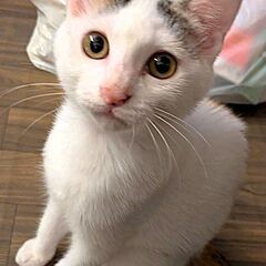 【ミント♀】生後3~4ヶ月の可愛い三毛子猫※代理投稿