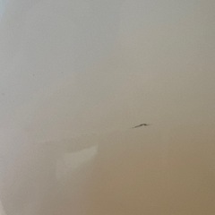 中古洗濯機   
の画像
