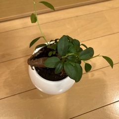 ガジュマル　観葉植物　インテリア　の画像