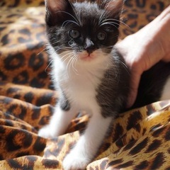 生後2ヶ月⭐️元気な白黒ちゃん！メス