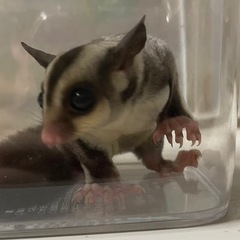フクロモモンガ ノーマルペア - ペット