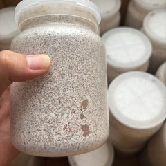 オオクワガタ　能勢SR 幼虫　菌糸ボトル入り　1本600円の画像