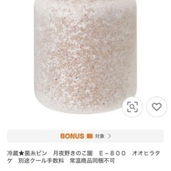 オオクワガタ　能勢SR 幼虫　菌糸ボトル入り　1本600円の画像
