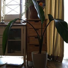 即決　オーガスタ観葉植物  　  大以下 〜 中以上 サイズ  棚やボード、家具系など 大きめの家具品を一緒に持って行ってくれる方優先の画像