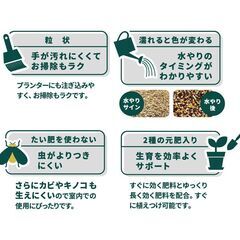 即決　オーガスタ観葉植物  　  大以下 〜 中以上 サイズ  棚やボード、家具系など 大きめの家具品を一緒に持って行ってくれる方優先の画像
