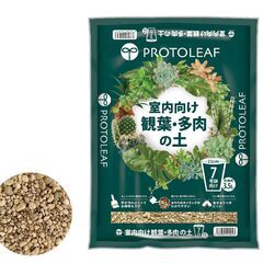 即決　オーガスタ観葉植物  　  大以下 〜 中以上 サイズ  棚やボード、家具系など 大きめの家具品を一緒に持って行ってくれる方優先の画像