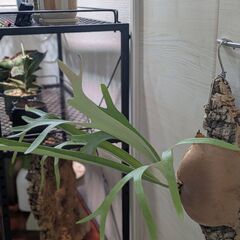 ビカクシダの画像