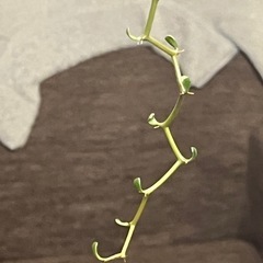 デカリア マダガスカリエンシス ジグザクの木  観葉植物　ビザールプランツの画像
