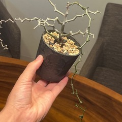 デカリア マダガスカリエンシス ジグザクの木  観葉植物　ビザールプランツの画像