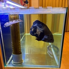 水槽セット　オーバーフロー　、オスカーの画像