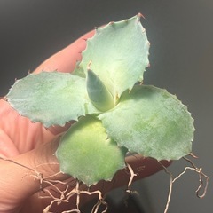 【無料】アガベ　イシスメンシス　多肉植物　ビザールプランツ　観葉植物の画像