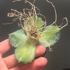 【無料】アガベ　イシスメンシス　多肉植物　ビザールプランツ　観葉植物の画像