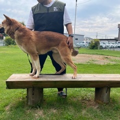 若犬里親募集 − 茨城県