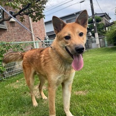 若犬里親募集