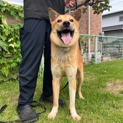 若犬里親募集 - 日立市