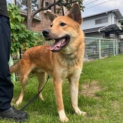 若犬里親募集 - 里親募集