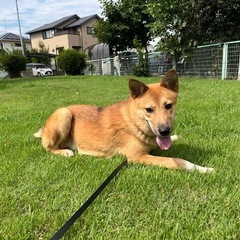 若犬里親募集 - 犬