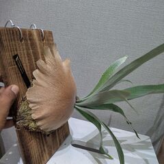 ビカクシダの画像