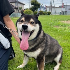 柴犬　里親募集 - 犬