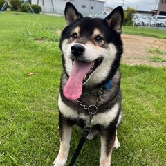 柴犬　里親募集