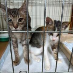 【保護猫】サバトラこう君  4ヶ月