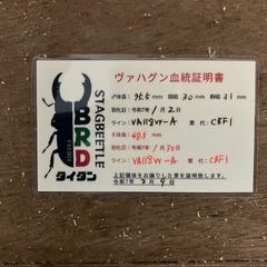 パラワンオオヒラタ幼虫
の画像
