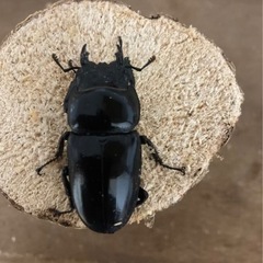 パラワンオオヒラタ幼虫
の画像