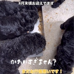 🧡ドッグハウスティラ🧡ラブラドゥードル🐶あと１匹です