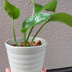 ポトス鉢植えの画像