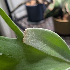 ビカクシダの画像