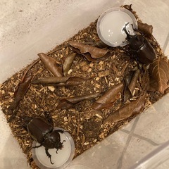 カブトムシ、クワガタの画像