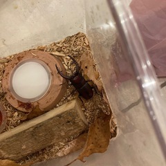 カブトムシ、クワガタの画像